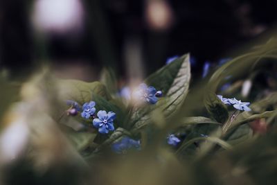 Close-up of purple flowers blooming outdoors