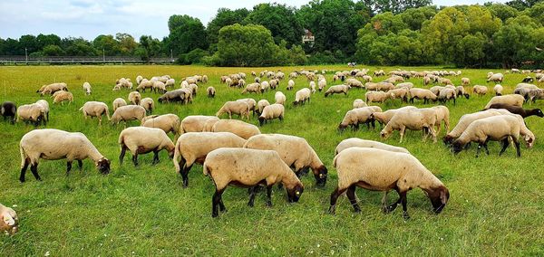 Flock of sheep grazing in field