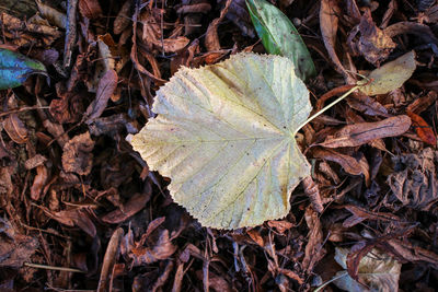 Close-up of leaves in water