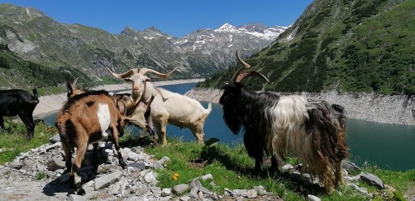 Horses in a mountain