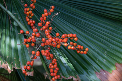 Close-up of berries growing on tree