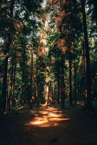 Trees in forest
