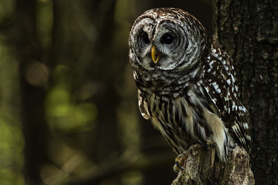 A trained barred owl. strix varia