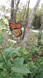 Close-up of butterfly pollinating flower