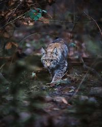 Close-up of cat