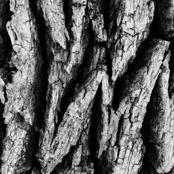 Close-up of tree trunk