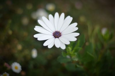 Close-up of daisy flower