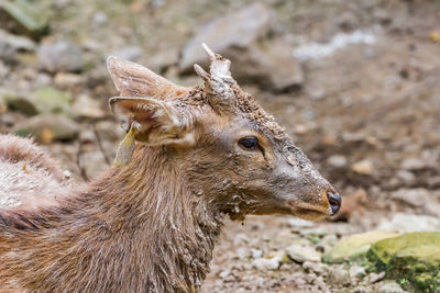 Close-up of deer on field