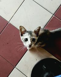 High angle portrait of cat sitting on floor