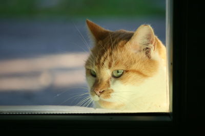 Close-up of cat against window