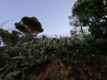 Close-up of plants growing on field against clear sky