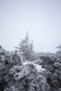 Low angle view of snow covered trees against clear sky