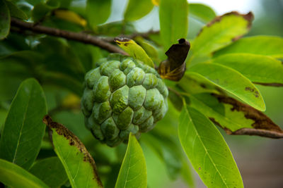 Close-up of fruits on leaves