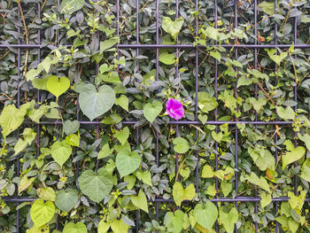 Close-up of ivy blooming on plant