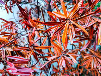 Close-up of autumn leaves