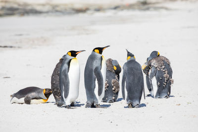Penguins perching on snowy field