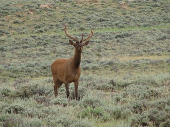 Deer standing on field