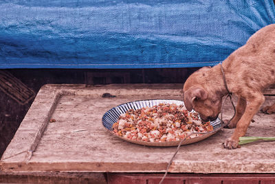High angle view of dog eating food on table