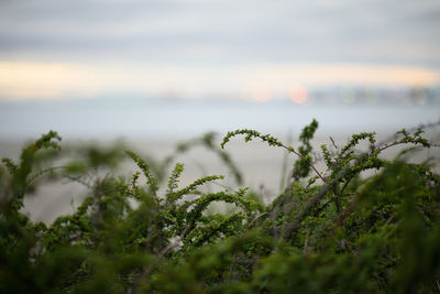 Close-up of plants by sea against sky during sunset