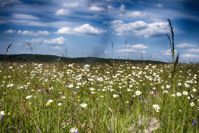 Scenic view of flowering plants on field against sky