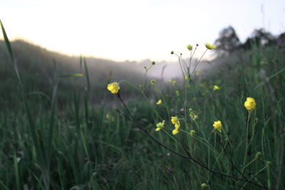 Close-up of yellow flowers blooming on field