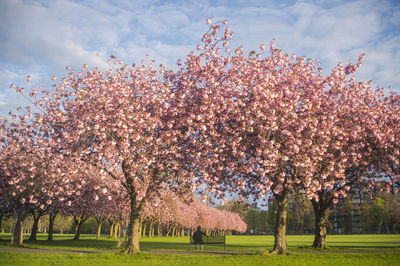 View of cherry blossom tree in park