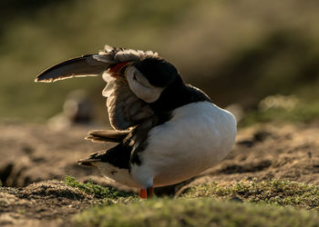 Side view of a puffin on land