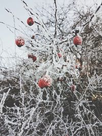 Close-up of frozen christmas tree