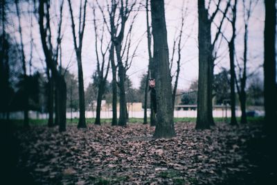 Trees in park during autumn
