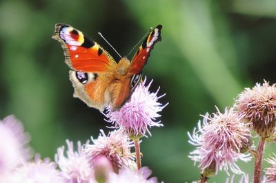 Close-up of butterfly pollinating on purple flower