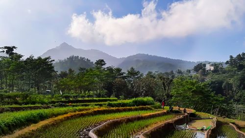 Panoramic padis fields with mt lawu on background