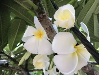 Close-up of white flowering plant