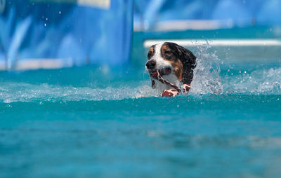 Dog swimming in pool