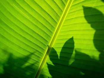 Full frame shot of leaf