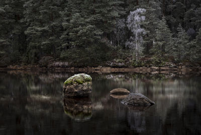 Scenic view of lake in forest