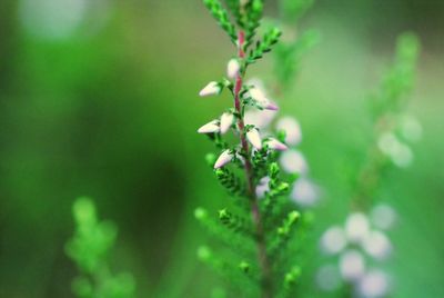 Close-up of flowering plant