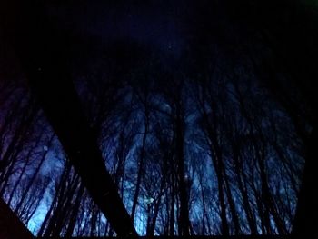 Low angle view of trees against sky at night