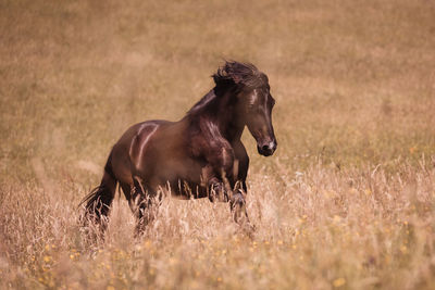 Side view of horse on field