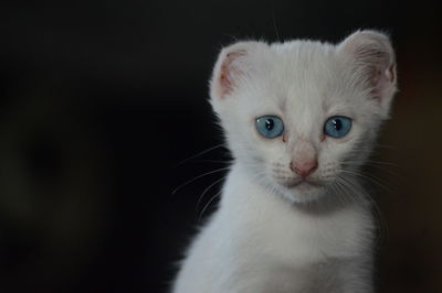 Close-up portrait of a cat