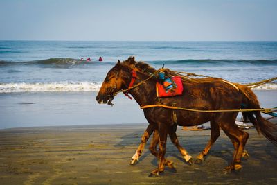 Horse riding horses on beach