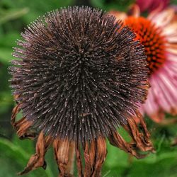 Close-up of coneflower blooming outdoors