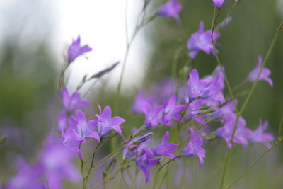 Close-up of purple crocus flowers