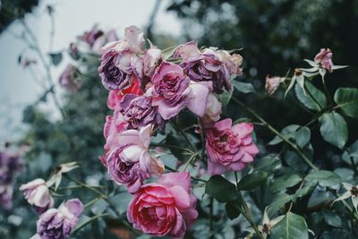 Close-up of pink roses