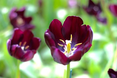 Close-up of pink flowers