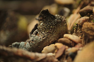 Close-up of lizard