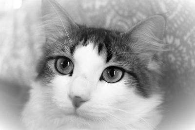 Close-up portrait of cat