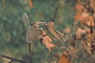 Close-up of frozen plant during winter