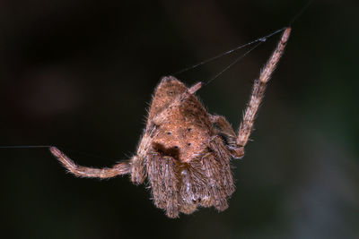 Close-up of spider