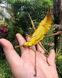 Close-up of butterfly on hand holding leaf
