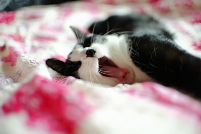 Close-up of cat resting on bed